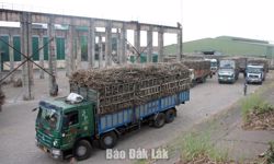 Xã Ea Knốp: Khai thác hiệu quả dư địa, nuôi dưỡng nguồn thu bền vững