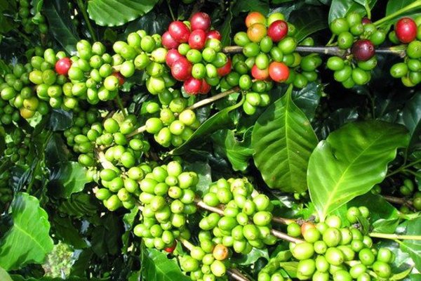 Giá cà phê hôm nay 9/10/2026: Giảm mạnh 1.400 đồng/kg, Robusta lao dốc, Lâm Đồng vẫn có giá cao nhất