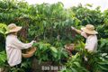 Triển khai kế hoạch hỗ trợ ngành hàng cà phê, cao su thích ứng với Quy định EUDR