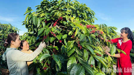 Krông Năng - Khởi sắc từ khát vọng vươn mình