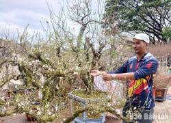 Rực rỡ hoa xuân đón Tết