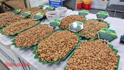 Giá cà phê hôm nay 11-2: Giảm mạnh trước dự báo Brazil được mùa lớn