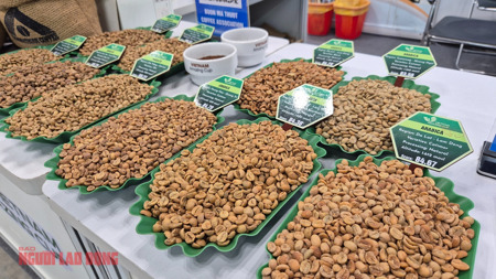 Giá cà phê hôm nay 11-2: Giảm mạnh trước dự báo Brazil được mùa lớn