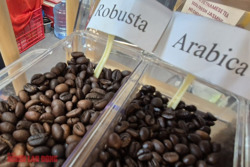 Giá cà phê hôm nay 12-2: Phục hồi