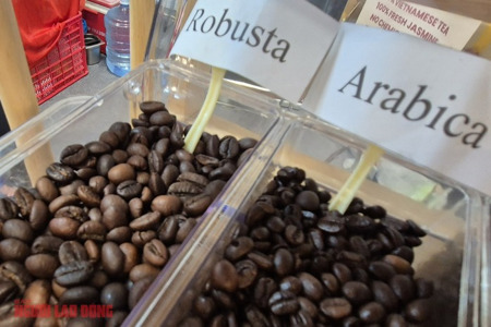 Giá cà phê hôm nay 12-2: Phục hồi