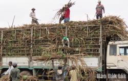 Tìm giải pháp gỡ khó cho ngành mía đường
