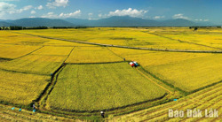 Mở cửa liên kết vùng, nông nghiệp Đắk Lắk bứt phá