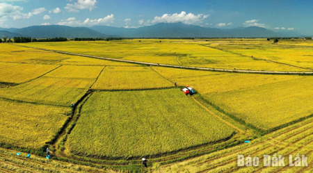 Mở cửa liên kết vùng, nông nghiệp Đắk Lắk bứt phá