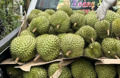 Giá sầu riêng đầu năm cao ngất ngưởng