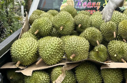 Giá sầu riêng đầu năm cao ngất ngưởng