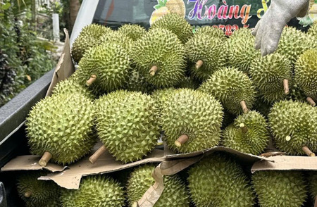 Giá sầu riêng đầu năm cao ngất ngưởng