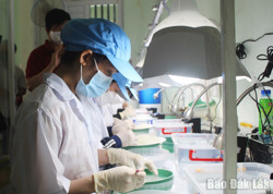 Mở lối giấc mơ tỷ đô cho ngành yến Việt