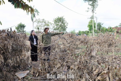 Đắk Lắk: Chi hơn 600,9 tỷ đồng hỗ trợ khôi phục sản xuất sau bão số 13 và mưa lũ