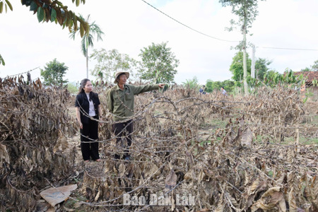 Đắk Lắk: Chi hơn 600,9 tỷ đồng hỗ trợ khôi phục sản xuất sau bão số 13 và mưa lũ