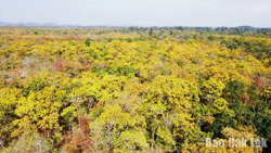 Chuyển mục đích sử dụng 1,22ha rừng thực hiện Dự án hồ chứa nước Ia Mơr