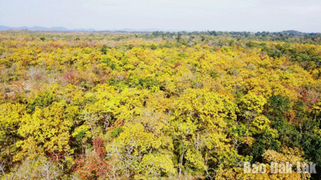 Chuyển mục đích sử dụng 1,22ha rừng thực hiện Dự án hồ chứa nước Ia Mơr