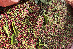 Cà phê Việt đối mặt tiêu chuẩn phát triển bền vững