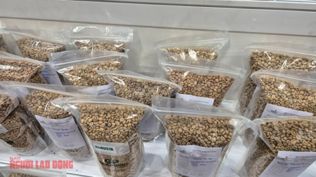 Giá cà phê hôm nay 27-2: Đi lùi, thị trường sắp cân bằng?