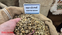 Giá cà phê hôm nay 28-2: Biến động liên tục, Chủ tịch VICOFA nói gì?