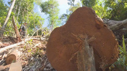 Bắt tạm giam một giám đốc công ty lâm nghiệp vì nhận hối lộ