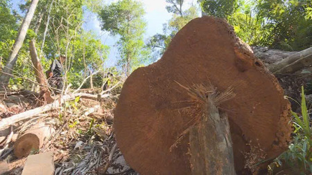 Bắt tạm giam một giám đốc công ty lâm nghiệp vì nhận hối lộ