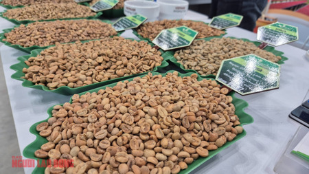 Giá cà phê hôm nay 3-2: Robusta giảm, Việt Nam xếp thứ 3 cung cấp cà phê cho Úc