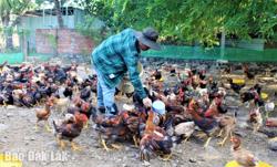 Toàn tỉnh có 66 dự án chăn nuôi với tổng vốn đầu tư hơn 10.121 tỷ đồng