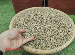 Giá cà phê hôm nay 4-2: Lao dốc khủng khiếp