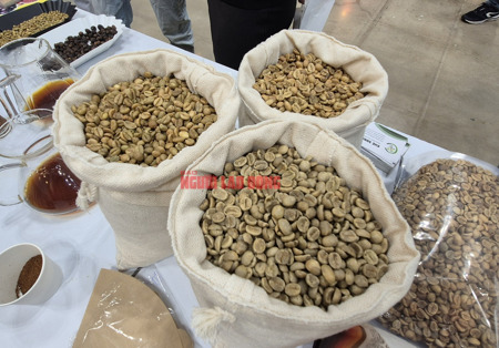 Giá cà phê hôm nay 6-2: Robusta tăng, xuất khẩu bùng nổ gần 1,1 tỉ USD/tháng