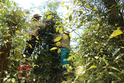 Xã Krông Năng chuyển biến tích cực trong giảm nghèo bền vững