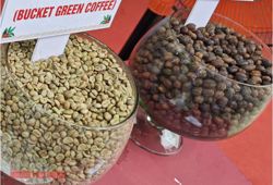 Giá cà phê hôm nay 7-2: Chốt tuần giảm mạnh