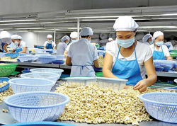 Xuất khẩu hạt điều đạt kỷ lục, vượt ngưỡng 5 tỷ USD