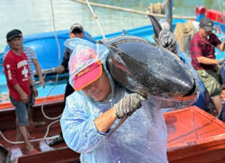 Ngư dân Đắk Lắk trúng đậm cá ngừ đại dương, hối hả vươn khơi xuyên Tết