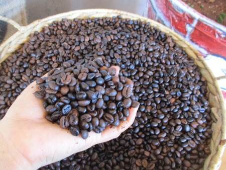 Giá cà phê hôm nay 10-3: Biến động trái chiều và xu hướng sắp tới