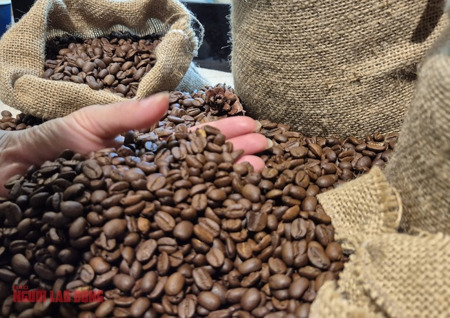 Giá cà phê hôm nay 11-3: Đồng loạt giảm giá, Indonesia sắp bước vào thu hoạch