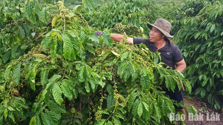 Đổi thay trong đời sống người H’Mông ở Cư Pui, Yang Mao
