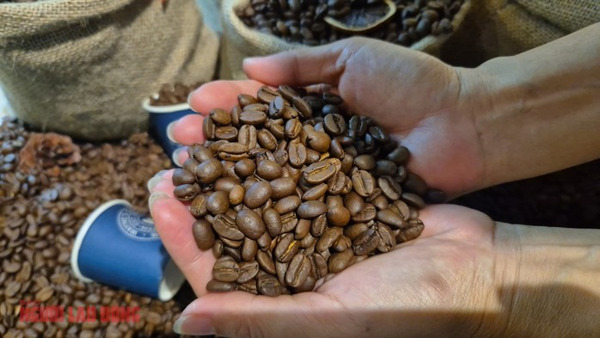 Giá cà phê hôm nay 12-3: Bốc hơi 3 con số bất chấp Brazil xuất khẩu giảm gần 23%