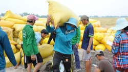 Thủ tướng chỉ đạo điều hành sản xuất, tiêu thụ lúa gạo trước biến động thị trường