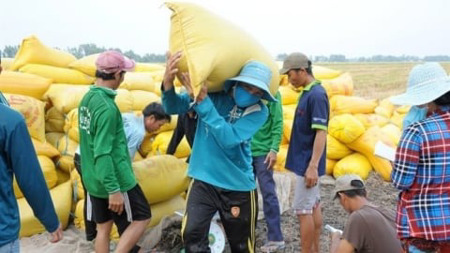 Thủ tướng chỉ đạo điều hành sản xuất, tiêu thụ lúa gạo trước biến động thị trường