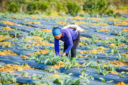 Tiếp tục triển khai nhiều chính sách hỗ trợ nông dân