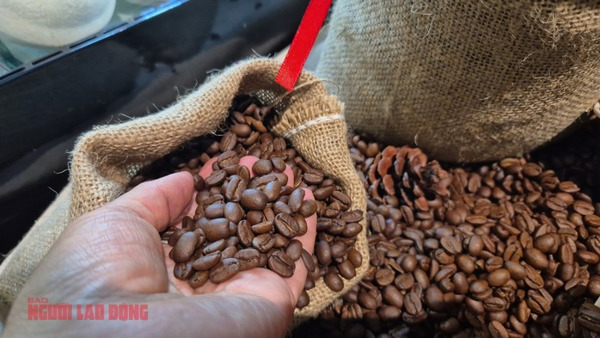 Giá cà phê hôm nay 13-3: Điều gì khiến Robusta và Arabica bật tăng rất mạnh?