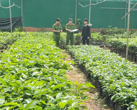 Công an Đắk Lắk triệt phá nhiều vụ sản xuất, buôn bán giống cây trồng giả