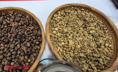 Giá cà phê hôm nay 16-3: Có bật tăng trở lại?