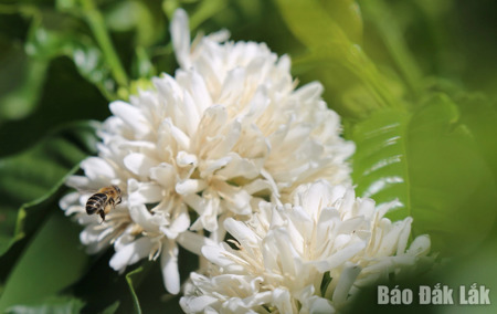 Quyến rũ sắc trắng hoa cà phê