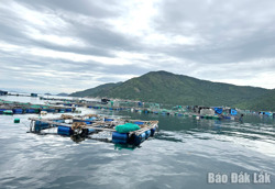 Nghiêm cấm nuôi trồng thủy sản tại khu vực Hòn Nưa, xã Hòa Xuân