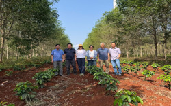 Giá cà phê hôm nay 17-3: Robusta hồi phục nhẹ, Arabica bật tăng mạnh