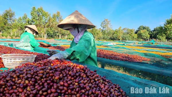 185 mẫu cà phê đăng ký tham dự Cuộc thi Cà phê đặc sản Việt Nam 2026