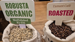 Giá cà phê hôm nay 2-3: Vua xuất khẩu cà phê lý giải diễn biến lạ