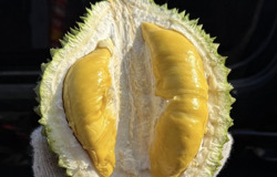 Giá sầu riêng Musang King rẻ đến bất ngờ