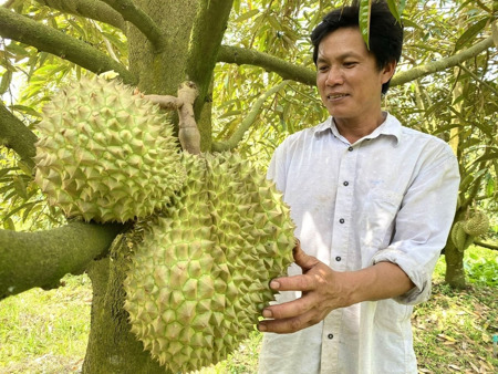 Xuất khẩu sầu riêng tăng trưởng 3 con số